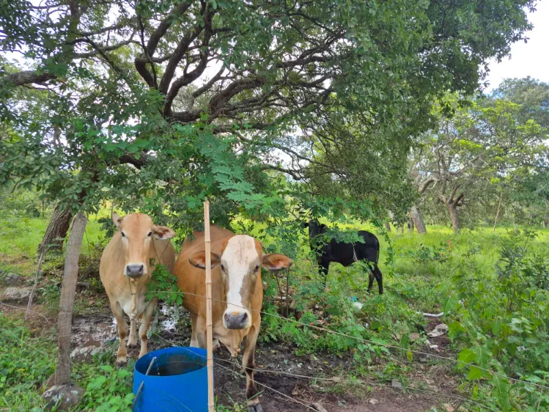 Fazenda em Formosa/Goiás — Ref 7UVD26 — Imagem 59