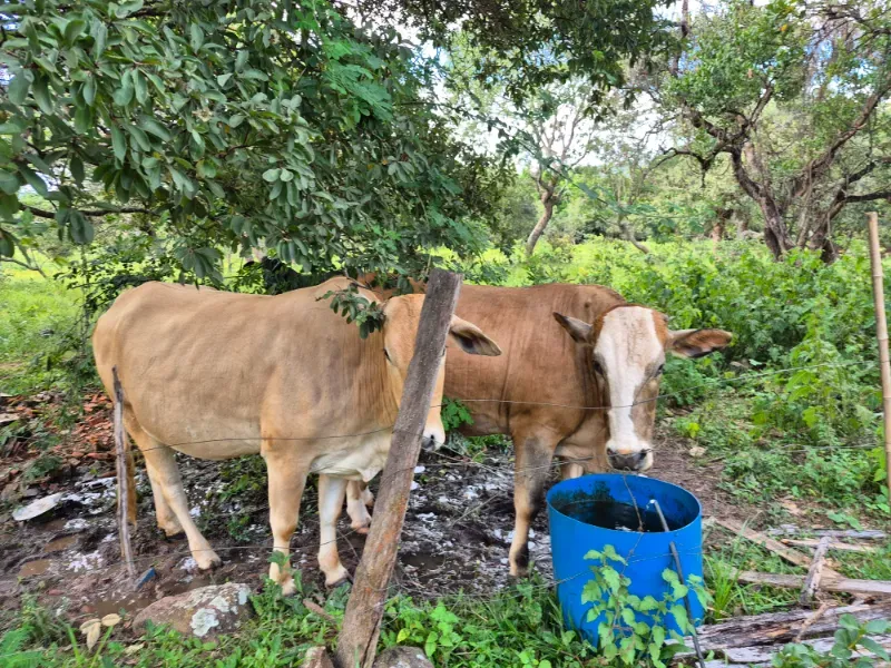 Fazenda em Formosa/Goiás — Ref 7UVD26 — Imagem 60