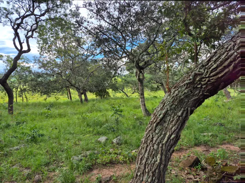 Fazenda em Formosa/Goiás — Ref 7UVD26 — Imagem 61