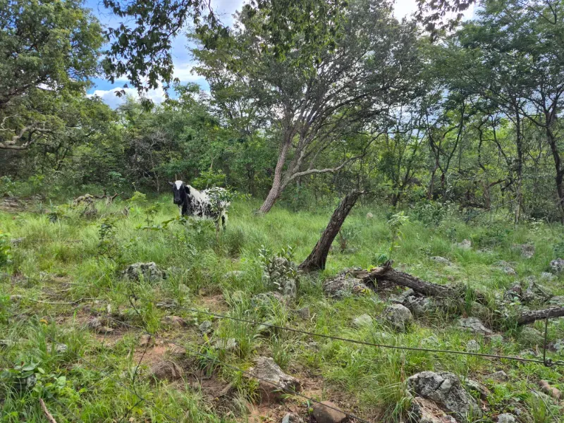 Fazenda em Formosa/Goiás — Ref 7UVD26 — Imagem 63