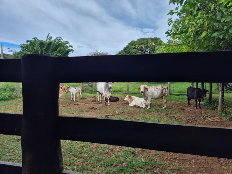 Fazenda em Formosa/Goiás — Ref 7UVD26 — Imagem 80