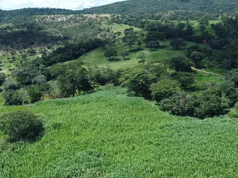 Fazenda em Fortuna de Minas/Minas Gerais — Ref 7ACDRL — Imagem 4