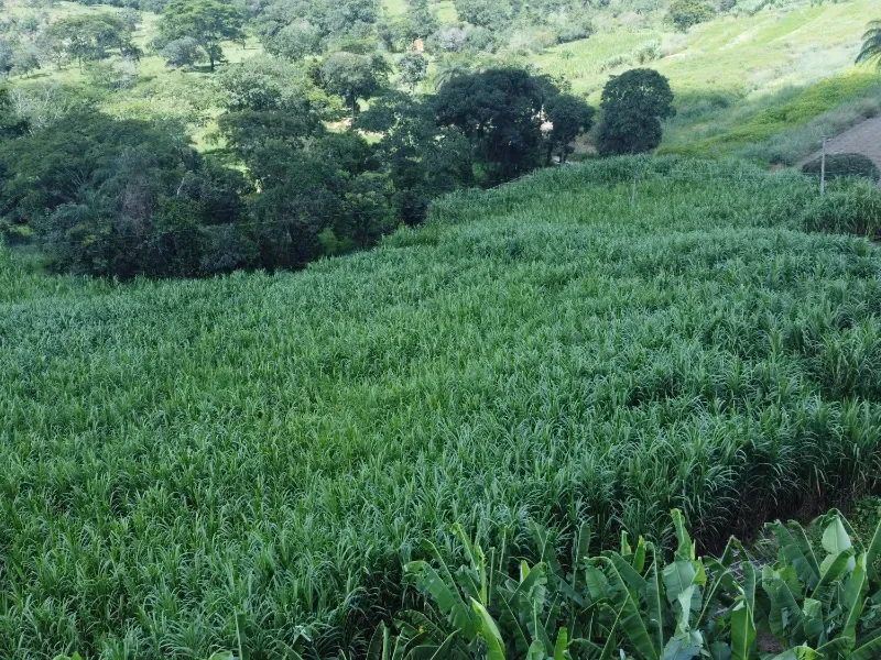Fazenda em Fortuna de Minas/Minas Gerais — Ref 7ACDRL — Imagem 12