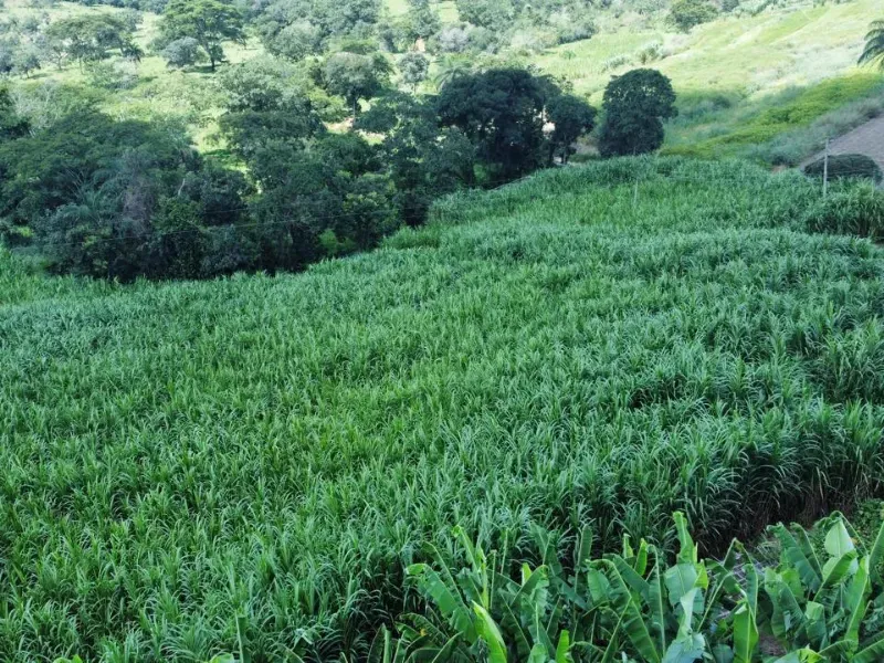 Fazenda em Fortuna de Minas/Minas Gerais — Ref 7ACDRL — Imagem 24