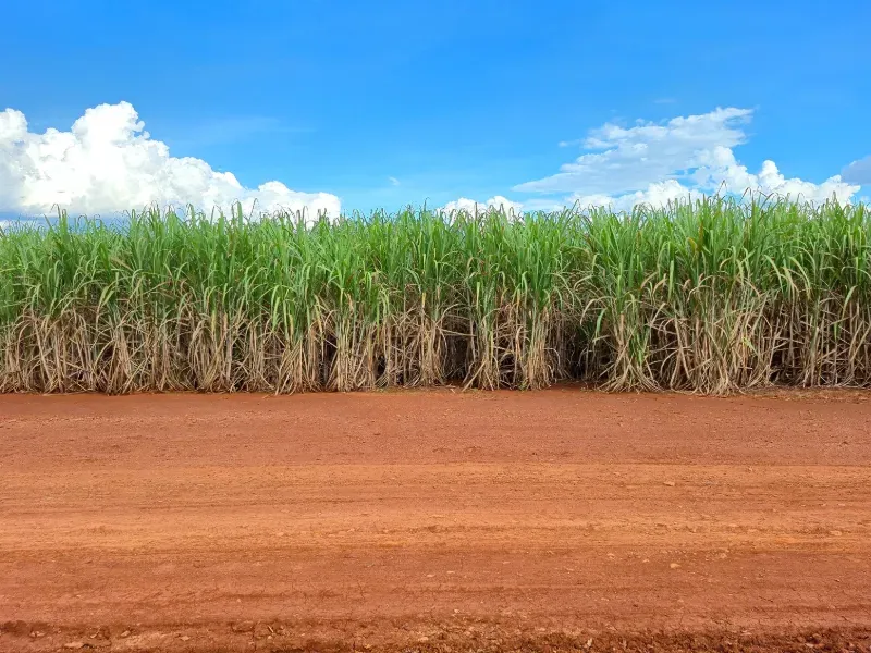 Fazenda em Franca/São Paulo — Ref RB1TTC — Imagem 7