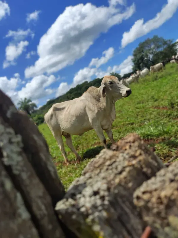 Fazenda em Goiânia/Goiás — Ref K4KPG6 — Imagem 2