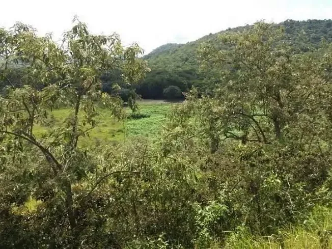 Fazenda em Guapimirim/Rio de Janeiro — Ref JQVYKH — Imagem 18