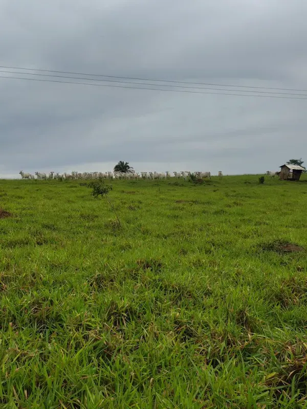 Fazenda em Guapó/Goiás — Ref UN6DRU — Imagem 7