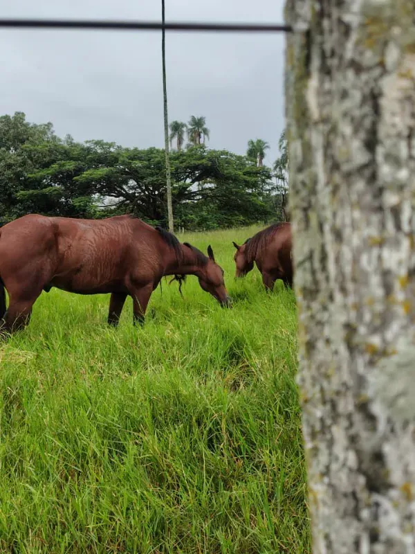 Fazenda em Guapó/Goiás — Ref UN6DRU — Imagem 6