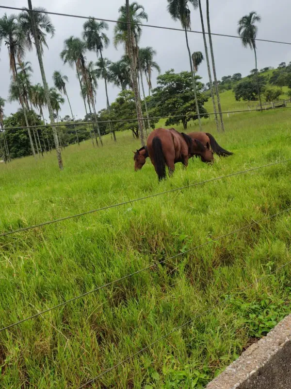 Fazenda em Guapó/Goiás — Ref UN6DRU — Imagem 11