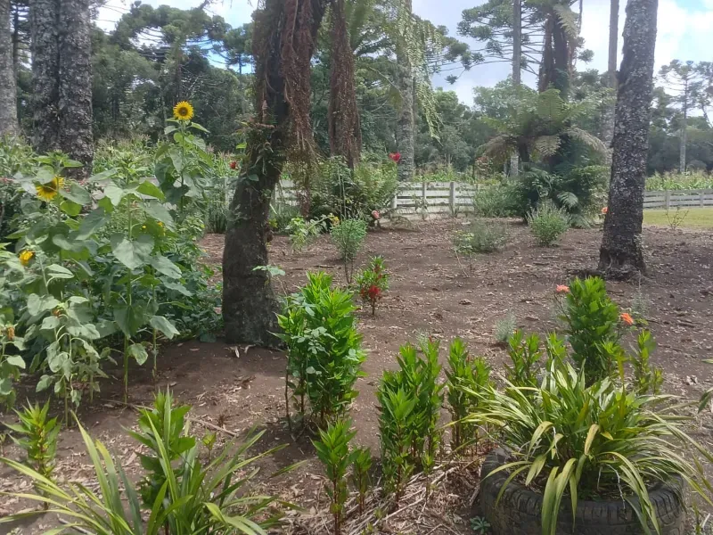 Fazenda em Guarapuava/Paraná — Ref V06DV8 — Imagem 5
