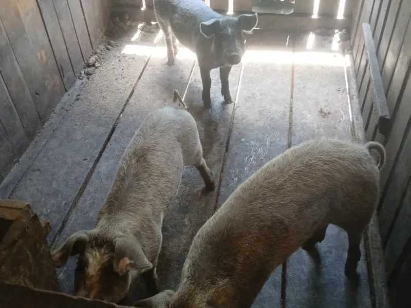 Fazenda em Guarapuava/Paraná — Ref V06DV8 — Imagem 14