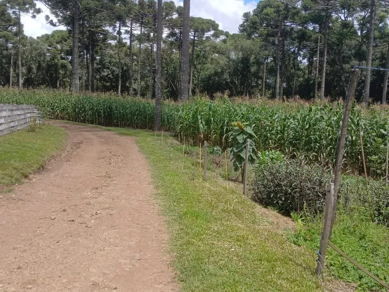 Fazenda em Guarapuava/Paraná — Ref V06DV8 — Imagem 16