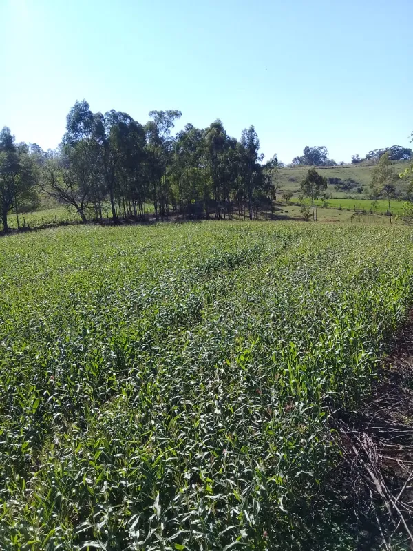Fazenda em Ibiporã/Paraná — Ref UGURFA — Imagem 17