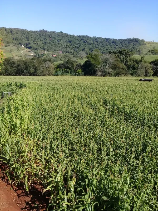Fazenda em Ibiporã/Paraná — Ref UGURFA — Imagem 21