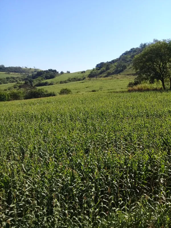 Fazenda em Ibiporã/Paraná — Ref UGURFA — Imagem 22