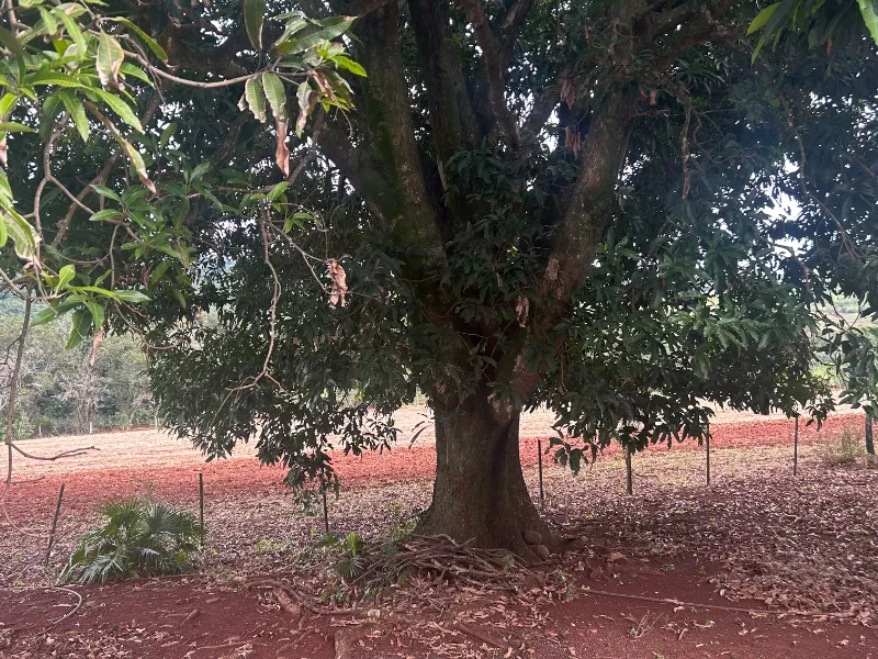 Fazenda em Ibiporã/Paraná — Ref UGURFA — Imagem 48