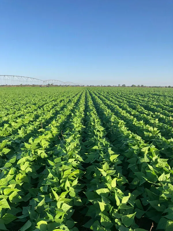 Fazenda em João Pinheiro/Minas Gerais — Ref Y4BUHV — Imagem 6