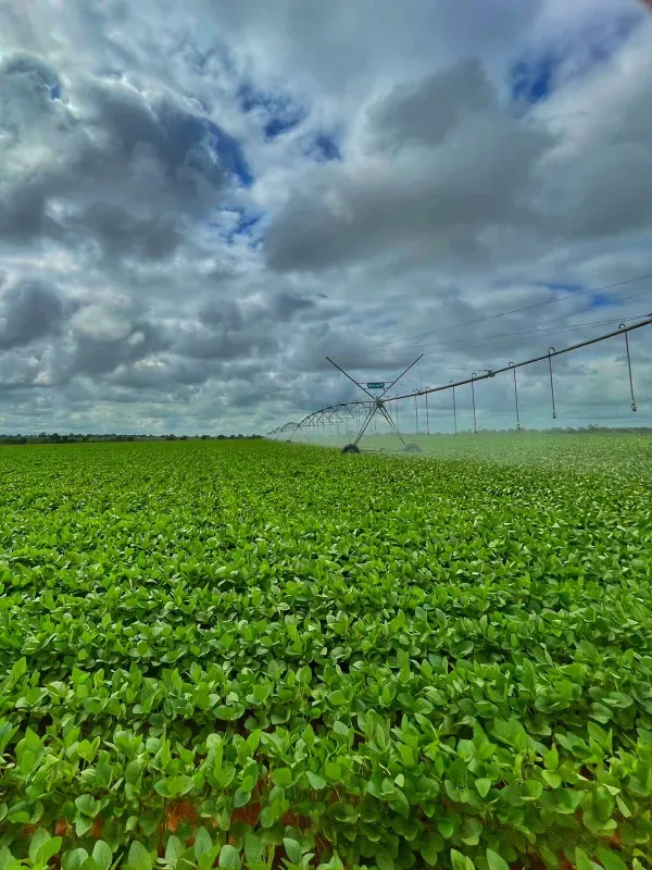 Fazenda em João Pinheiro/Minas Gerais — Ref Y4BUHV — Imagem 8