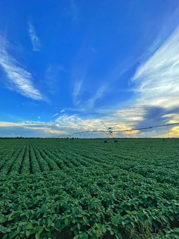 Fazenda em João Pinheiro/Minas Gerais — Ref Y4BUHV — Imagem 14