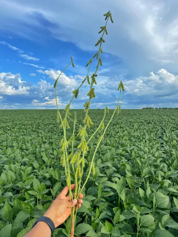 Fazenda em João Pinheiro/Minas Gerais — Ref Y4BUHV — Imagem 20