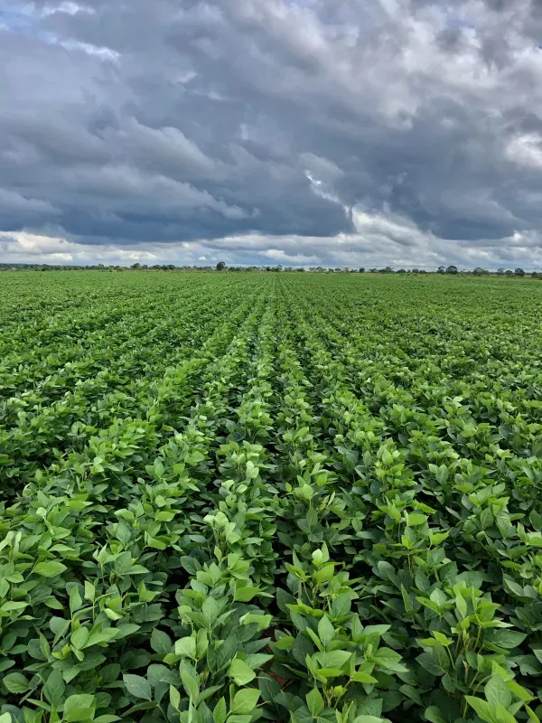 Fazenda em João Pinheiro/Minas Gerais — Ref Y4BUHV — Imagem 22