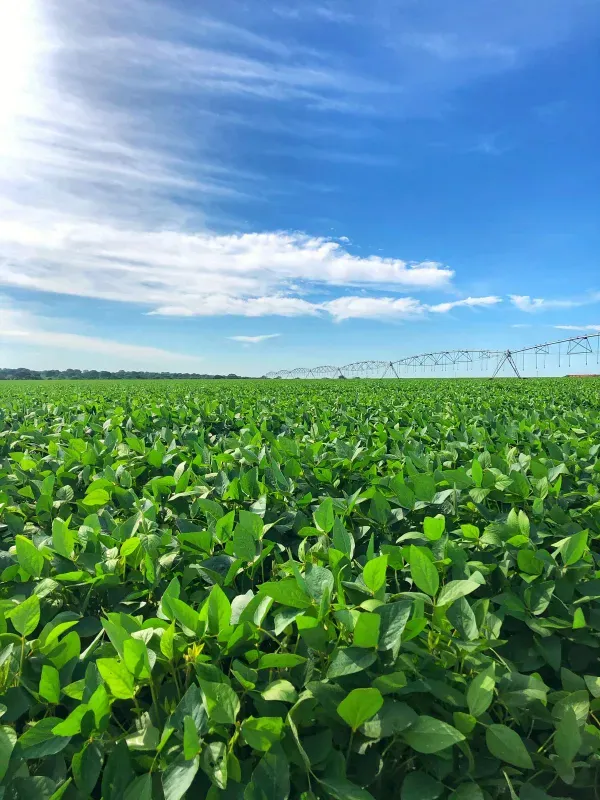 Fazenda em João Pinheiro/Minas Gerais — Ref Y4BUHV — Imagem 23