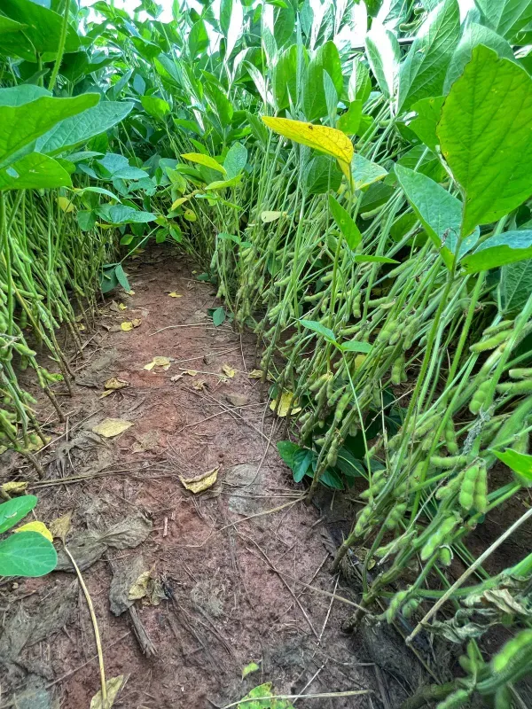 Fazenda em João Pinheiro/Minas Gerais — Ref Y4BUHV — Imagem 27