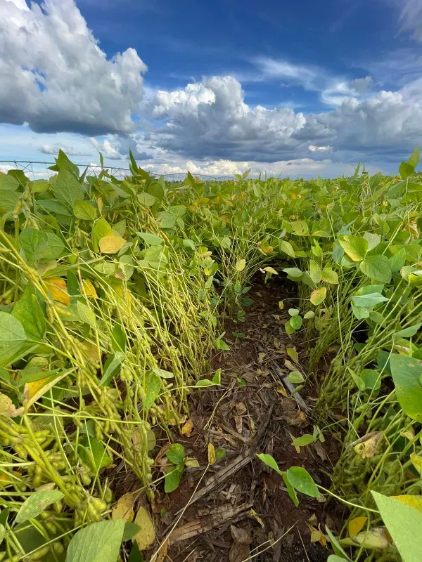 Fazenda em João Pinheiro/Minas Gerais — Ref Y4BUHV — Imagem 30