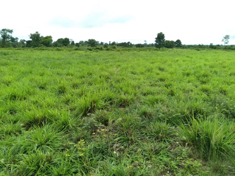 Fazenda em Juarina/Tocantins — Ref C99V3W — Imagem 4