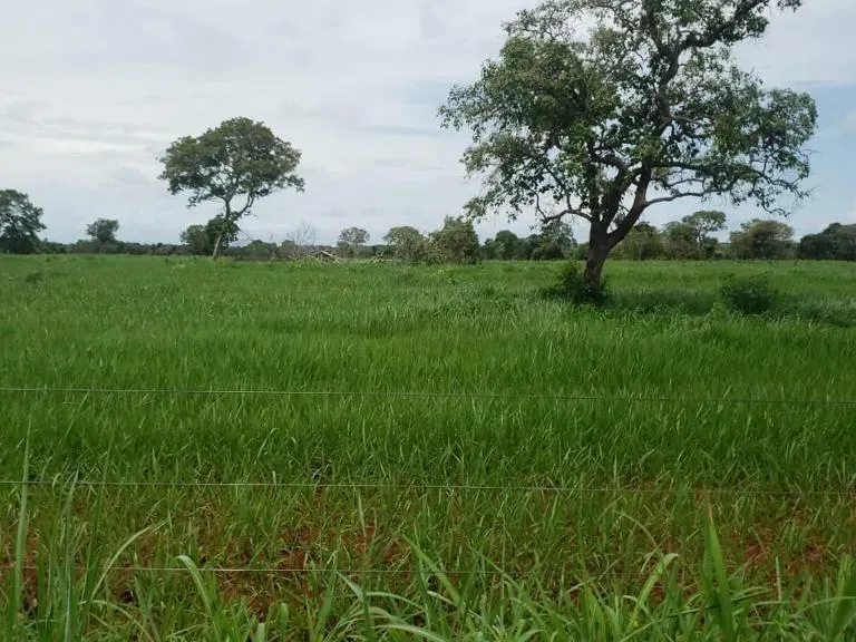 Fazenda em Monte Alegre de Goiás/Goiás — Ref OKQY4U — Imagem 16