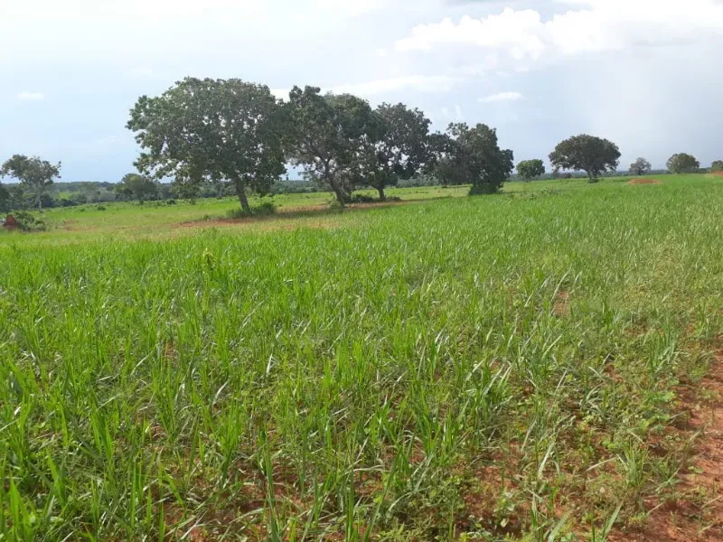 Fazenda em Monte Alegre de Goiás/Goiás — Ref OKQY4U — Imagem 21