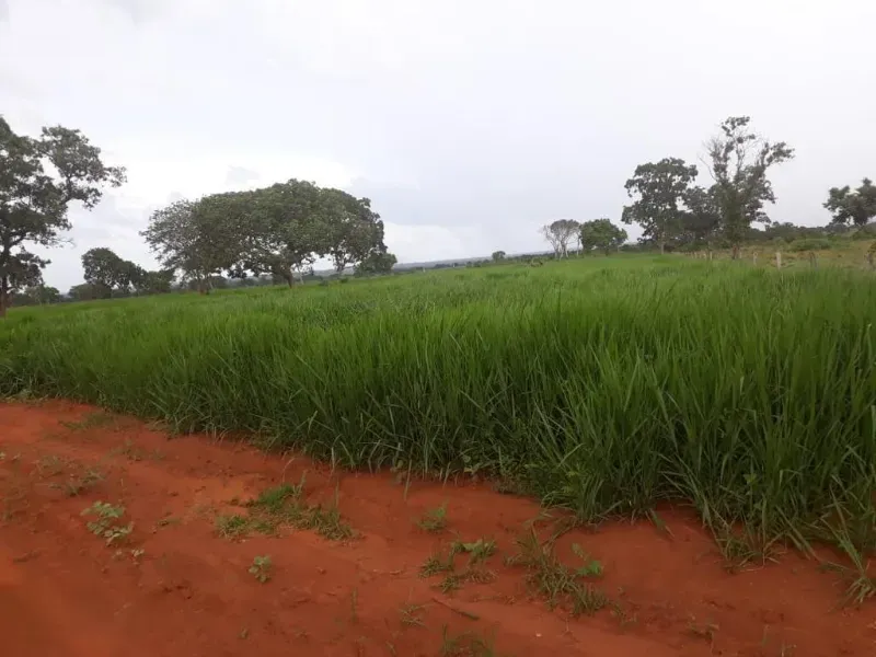 Fazenda em Monte Alegre de Goiás/Goiás — Ref OKQY4U — Imagem 30