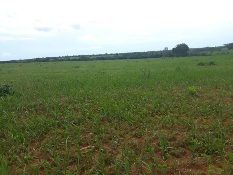 Fazenda em Monte Alegre de Goiás/Goiás — Ref OKQY4U — Imagem 31