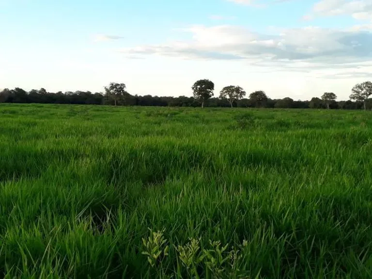 Fazenda em Monte Alegre de Goiás/Goiás — Ref OKQY4U — Imagem 17