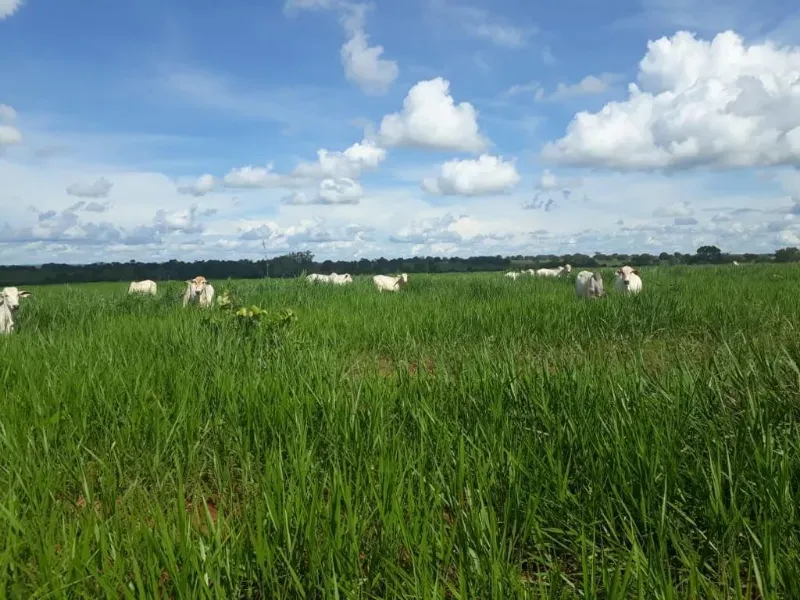 Fazenda em Monte Alegre de Goiás/Goiás — Ref OKQY4U — Imagem 11