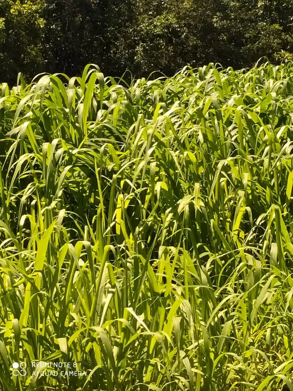Fazenda em Monte Alegre de Goiás/Goiás — Ref OKQY4U — Imagem 23