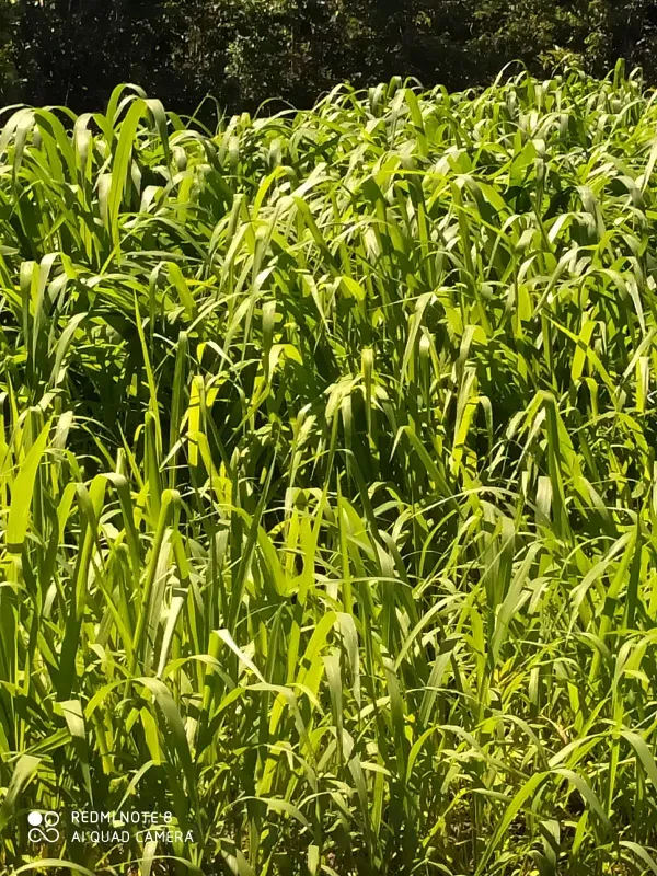 Fazenda em Monte Alegre de Goiás/Goiás — Ref OKQY4U — Imagem 24