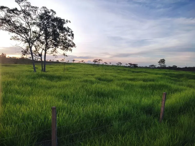 Fazenda em Monte Alegre de Goiás/Goiás — Ref OKQY4U — Imagem 19