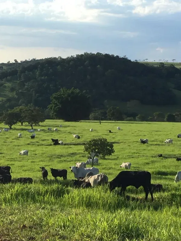Fazenda em Monte Alegre de Goiás/Goiás — Ref OKQY4U — Imagem 4
