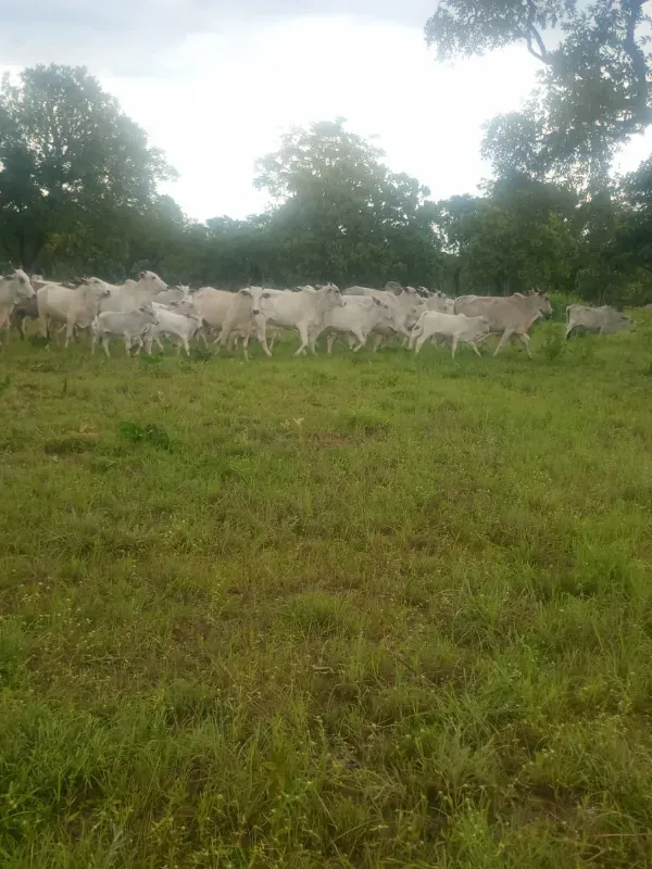 Fazenda em Monte Alegre de Goiás/Goiás — Ref OKQY4U — Imagem 5