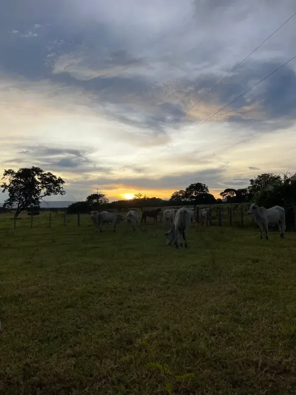 Fazenda em Nova Roma/Goiás — Ref W4O5VN — Imagem 7