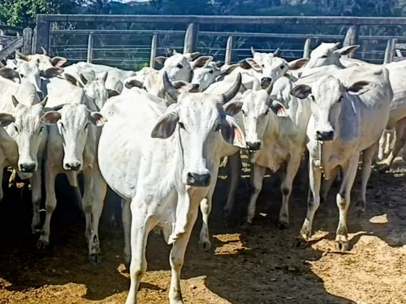 Fazenda em Padre Bernardo/Goiás — Ref CPHJ0V — Imagem 3