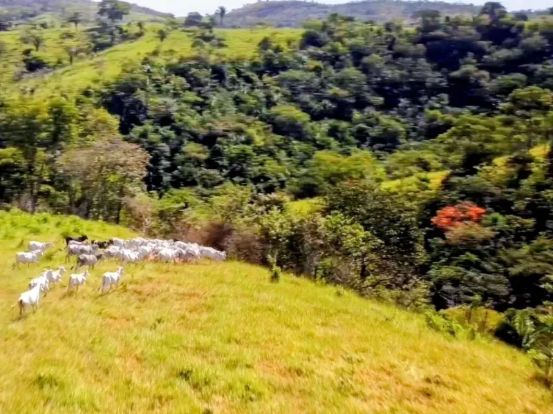 Fazenda em Padre Bernardo/Goiás — Ref CPHJ0V — Imagem 14