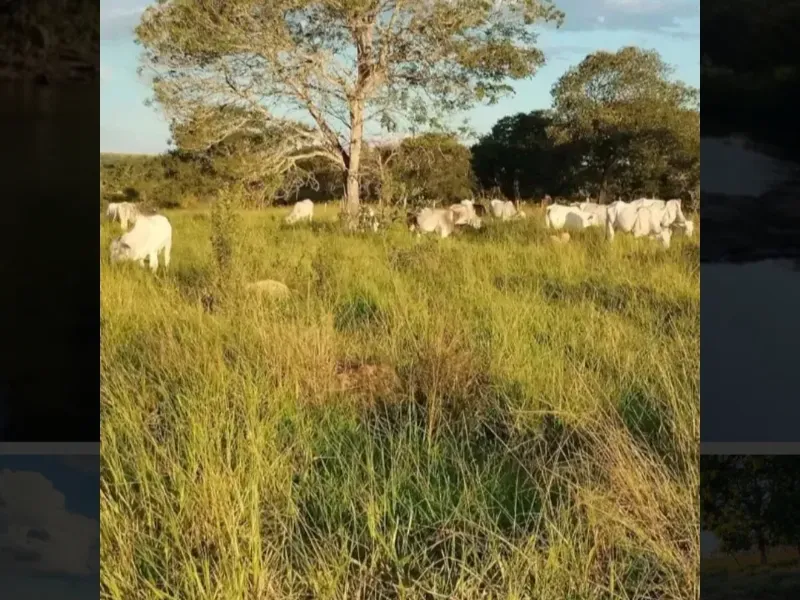 Fazenda em Paracatu/Minas Gerais — Ref M2CD0Y — Imagem 2