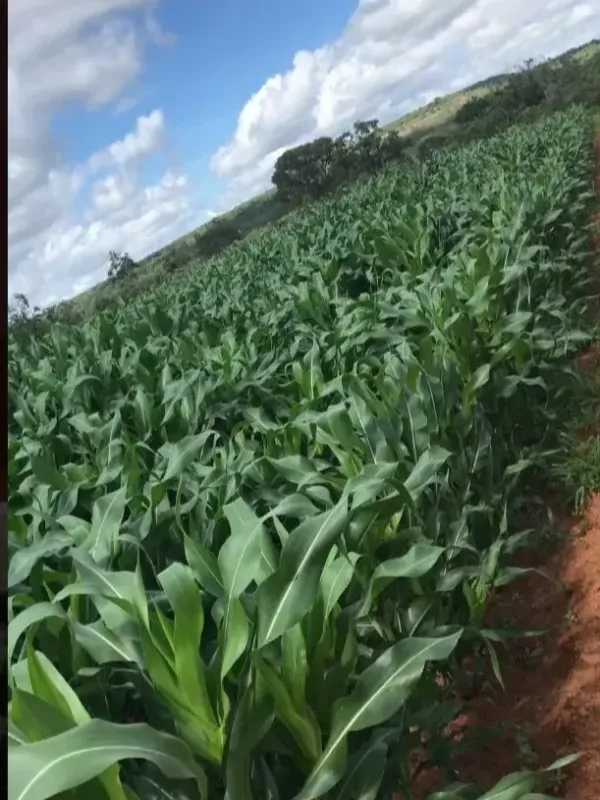 Fazenda em Paracatu/Minas Gerais — Ref 4V32Q1 — Imagem 6
