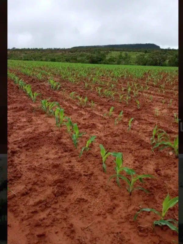 Fazenda em Paracatu/Minas Gerais — Ref 4V32Q1 — Imagem 11