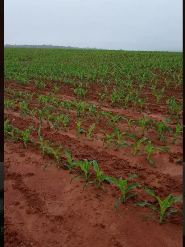 Fazenda em Paracatu/Minas Gerais — Ref 4V32Q1 — Imagem 12