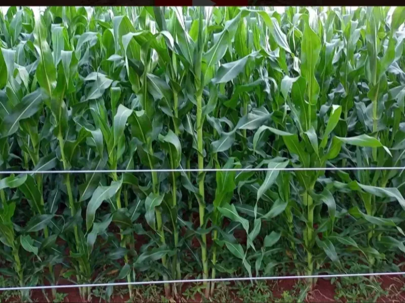 Fazenda em Paracatu/Minas Gerais — Ref 4V32Q1 — Imagem 13