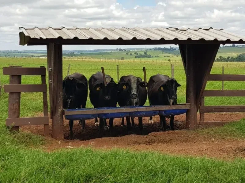 Fazenda em Paranavaí/Paraná — Ref 5WRYOT — Imagem 10